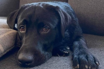 Labradoren Cai (1) ble stjålet: – Det kunne skjedd med hvem som helst