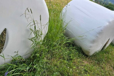 50 rundballar øydelagt etter hærverk – tap opp mot 100.000 kroner