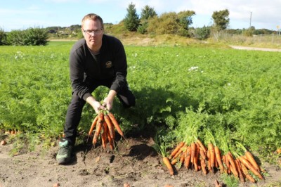Strømstøtte til bønder kom for sent: Bonde pløyde ned 80 tonn gulrøtter