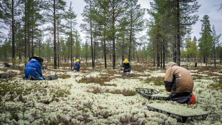 Norske Moseprodukter saksøkte Arbeids- og inkluderingsdepartementet – tapte fullstendig